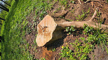 Tree Stump